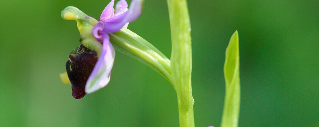 Orchidee