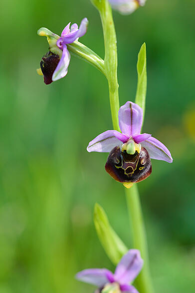 Orchidee