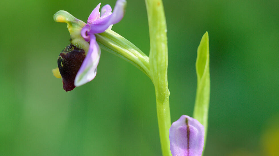 Orchidee
