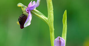 Orchidee
