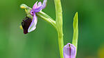 Orchidee
