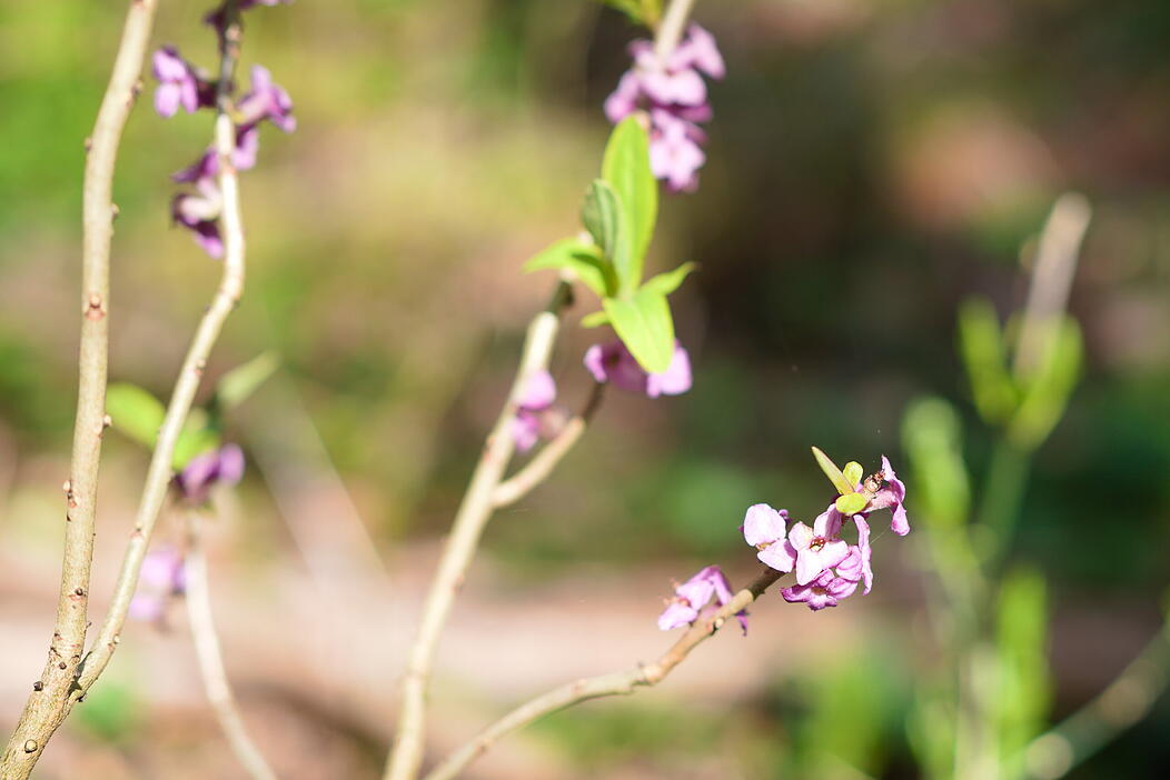 Mein sch&ouml;ner Garten