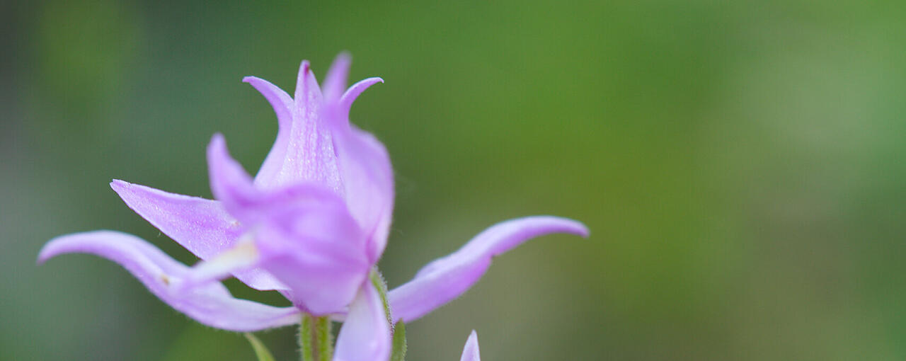 Orchidee