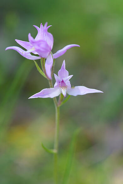 Orchidee