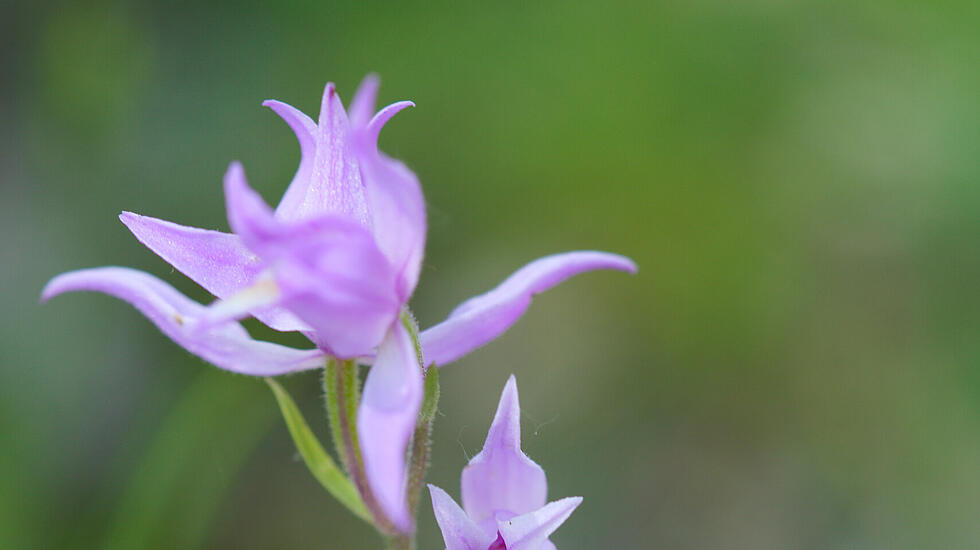 Orchidee