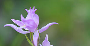 Orchidee