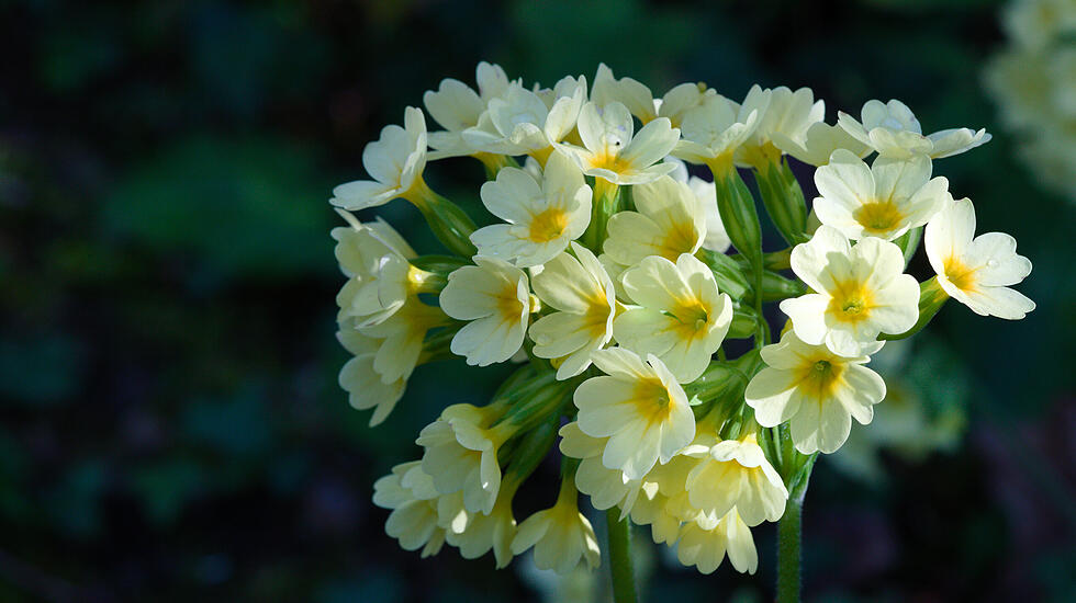 Hohe Schlüsselblume  im März