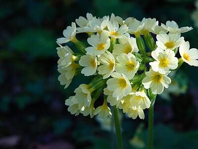 Hohe Schl&uuml;sselblume  im M&auml;rz