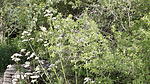 Mein sch&ouml;ner Garten