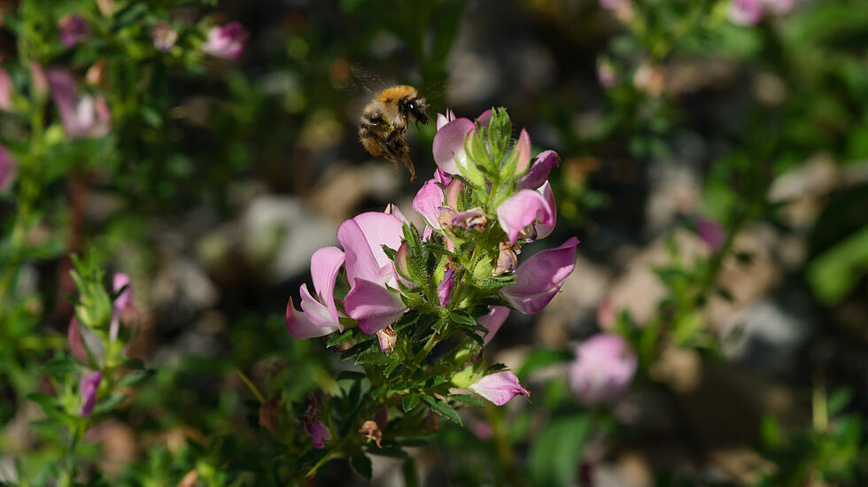 Dornige Hauhechel im Juli