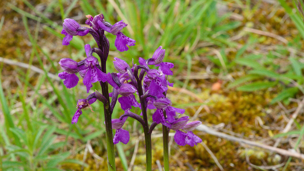 Orchidee