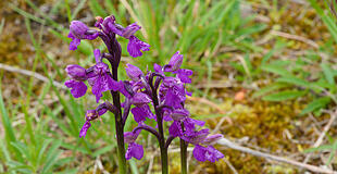 Orchidee
