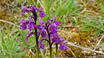 Orchidee
