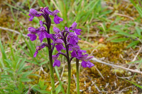 Orchidee