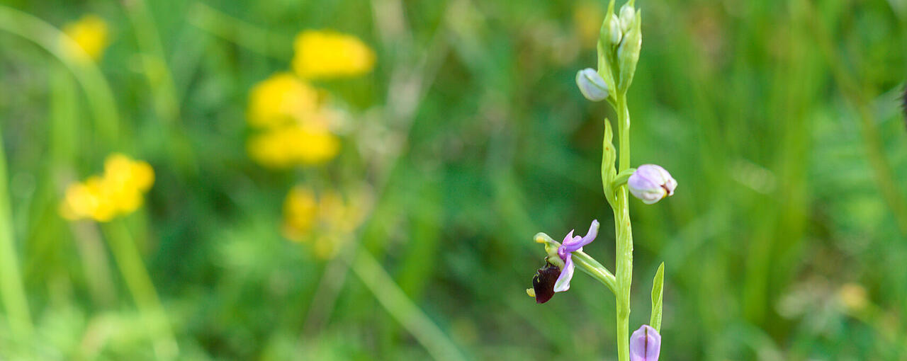 Orchidee