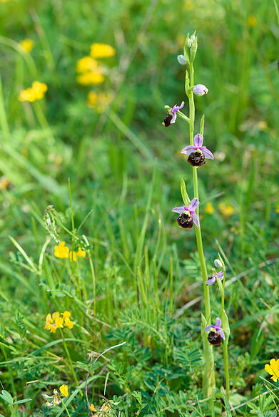 Orchidee