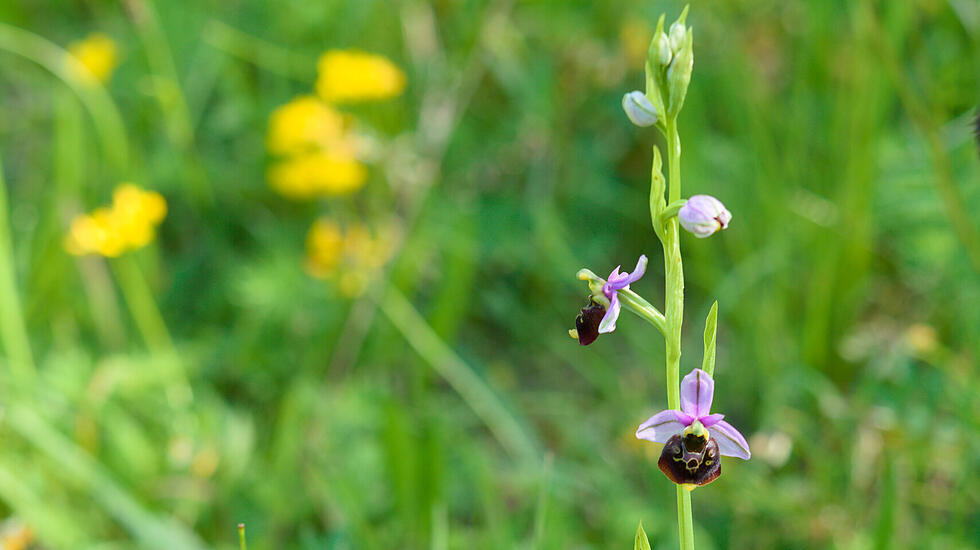 Orchidee