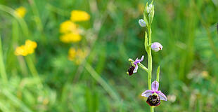 Orchidee