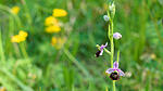 Orchidee