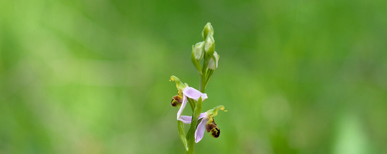 Orchidee