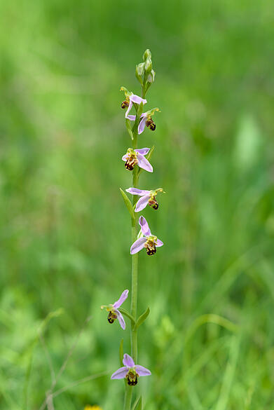 Orchidee