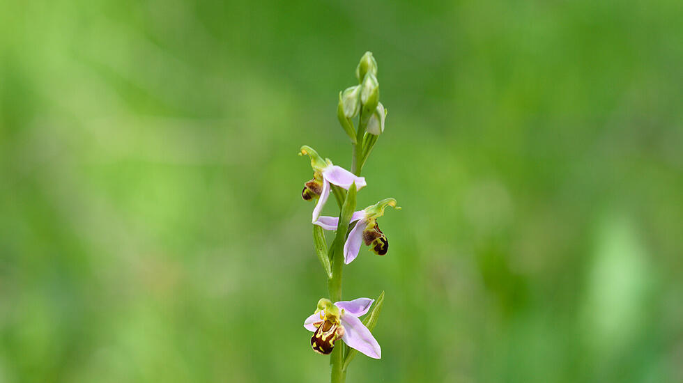 Orchidee