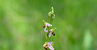 Orchidee