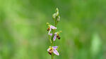 Orchidee