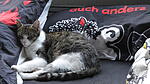 Schlafkatze