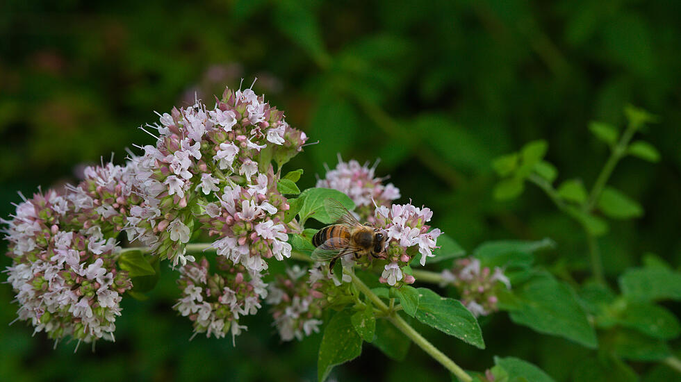 Oregano im Juli