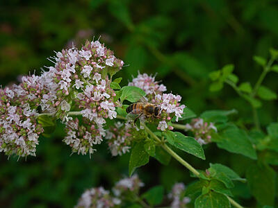 Oregano im Juli