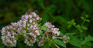 Oregano im Juli