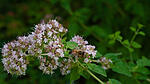 Oregano im Juli