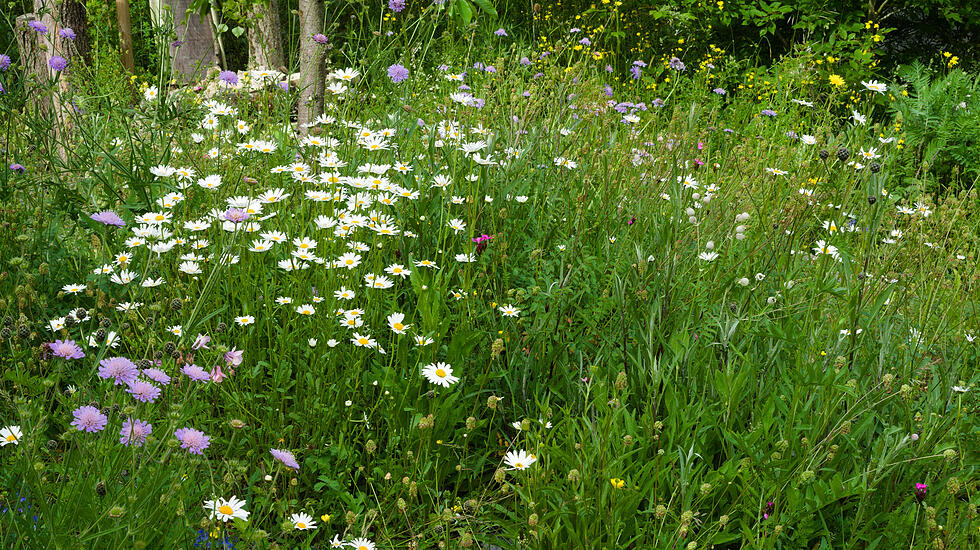 Wildblumenwiese im Mai