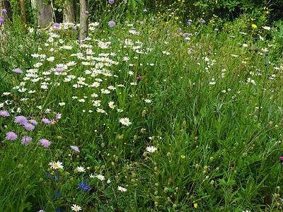 Wildblumenwiese im Mai
