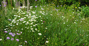 Wildblumenwiese im Mai