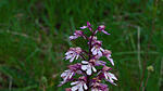 Orchidee