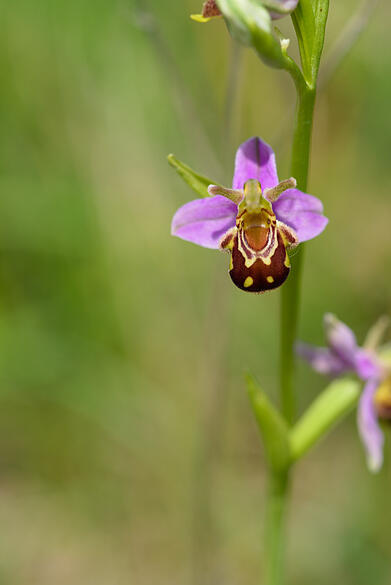 Orchidee