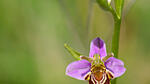 Orchidee