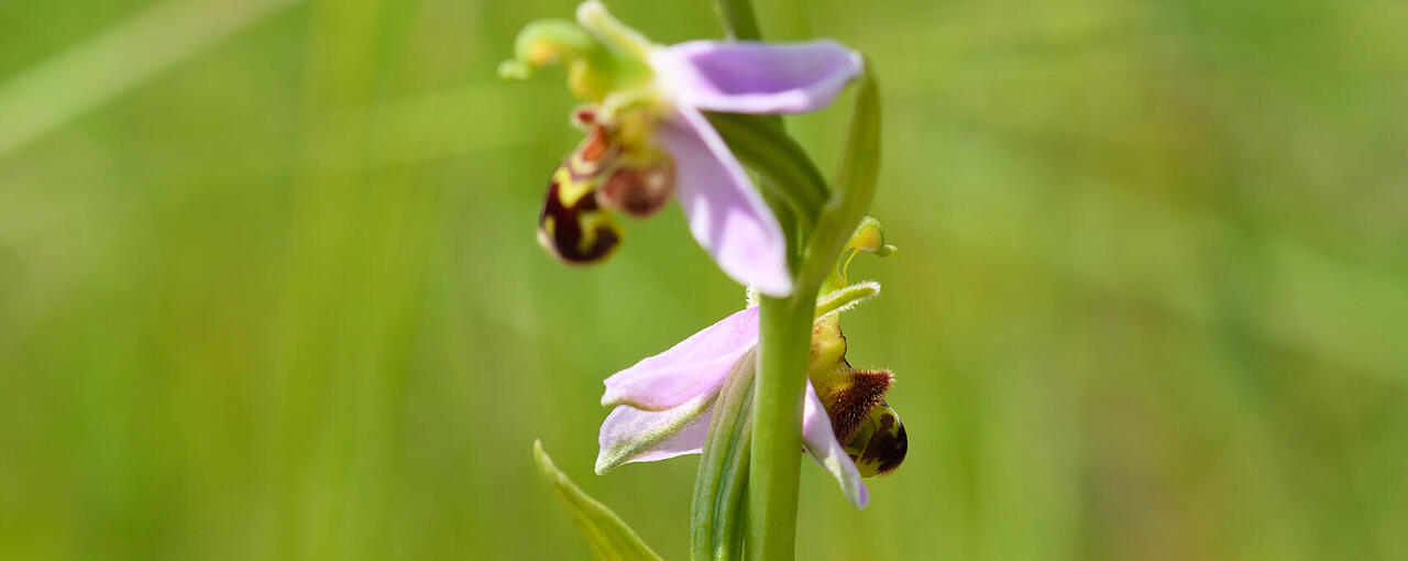 Orchidee