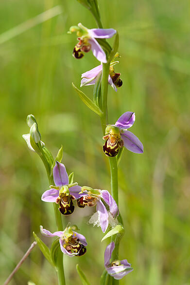 Orchidee