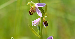 Orchidee