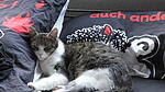 Schlafkatze