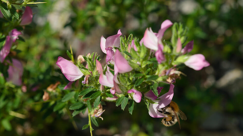 Dornige Hauhechel im Juli