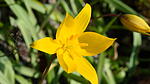 Wilde Tulpe im April