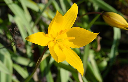 Wilde Tulpe im April