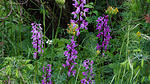 Orchidee