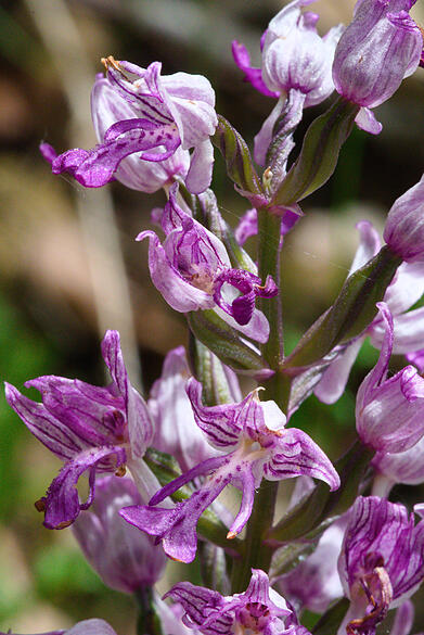Orchidee