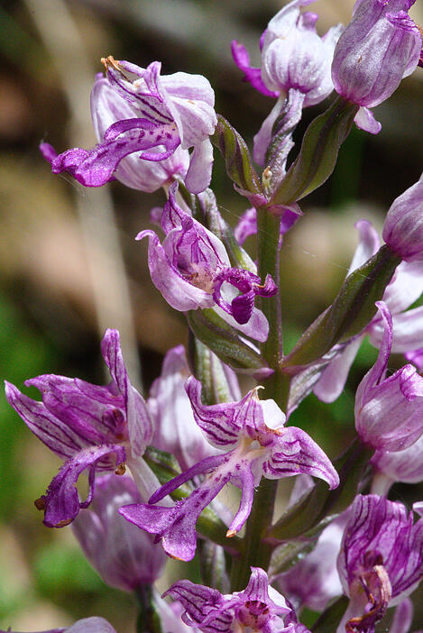 Orchidee