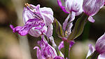 Orchidee
